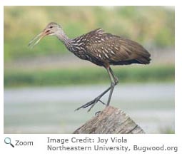 Limpkin