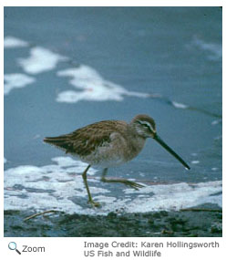 Long-billed Dowitcher