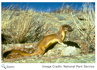 Long-tailed Weasel