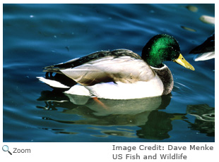 Mallard