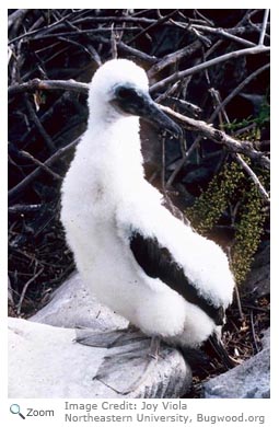 Masked Booby