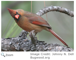 Cardinal