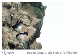 Parakeet Auklet