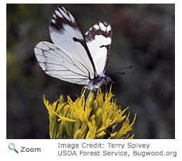 pine white butterfly