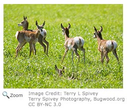 Pronghorn