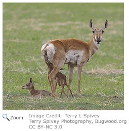 Pronghorn