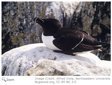 Razorbill