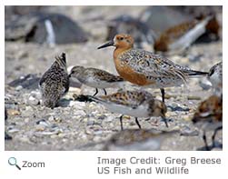 Red Knot