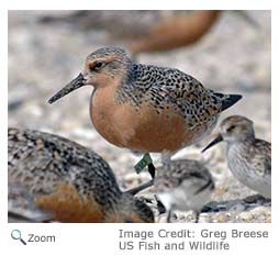 Red Knot