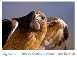 Red-tailed Hawk