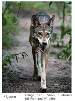 Red Wolf