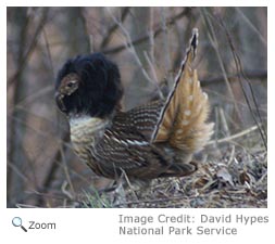 Ruffed Grouse