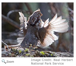 Ruffed Grouse