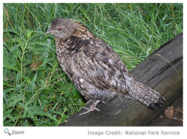 Ruffed Grouse