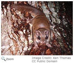 southern flying squirrel