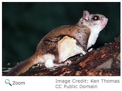 southern flying squirrel