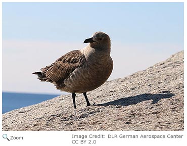 South Polar Skua