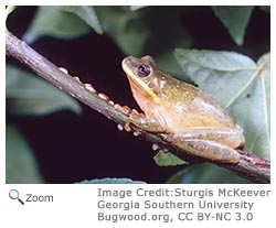 squirrel treefrog