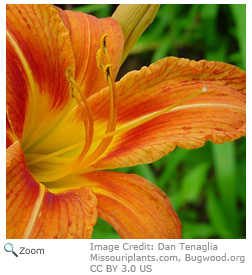 Tawny Day Lily