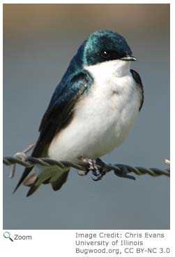 Tree Swallow