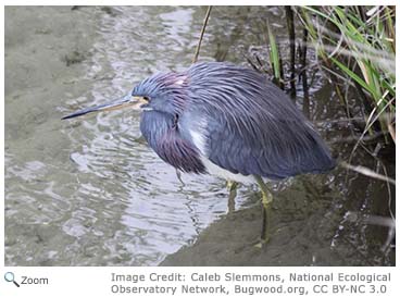 Tricolored Heron