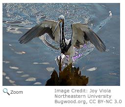 Tricolored Heron