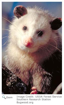 Opossum