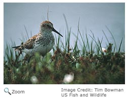 Western Sandpiper