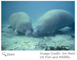 West Indian manatee