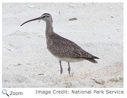 Whimbrel