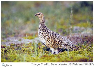 Willow Ptarmigan