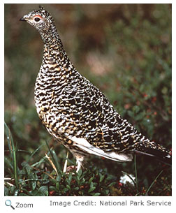 Willow Ptarmigan