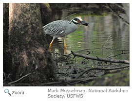 Yellow-crowned Night heron